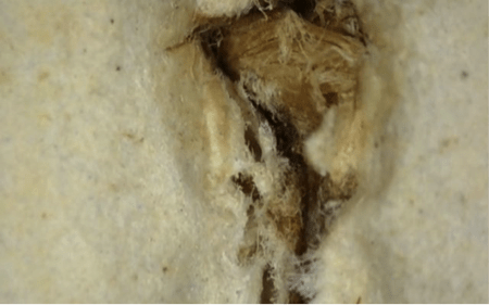 Still from Tender Flesh by Kate Buckley