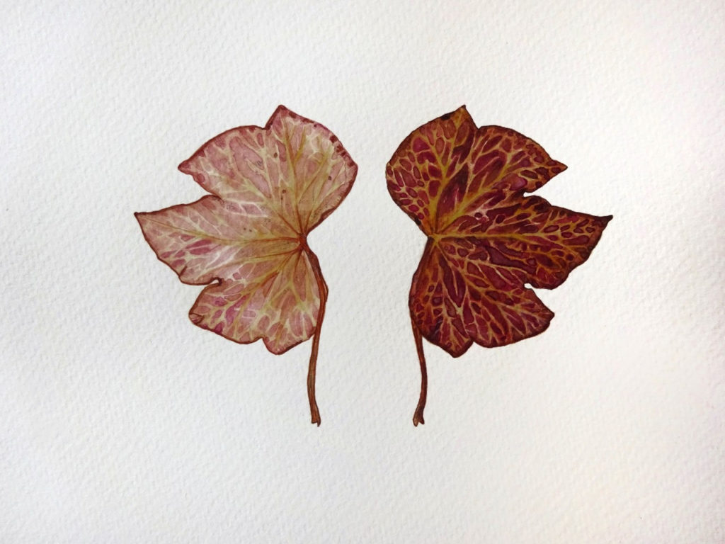 Found Flora, 2019, watercolour painting of leaf discovered between the pages of a second hand book bought in Matlock