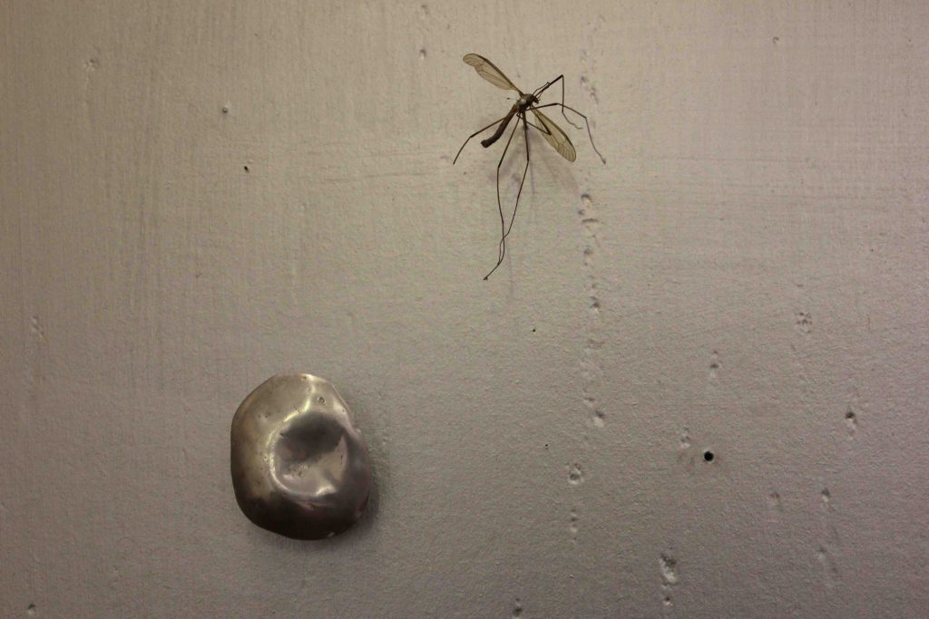 Work by Leila Galloway