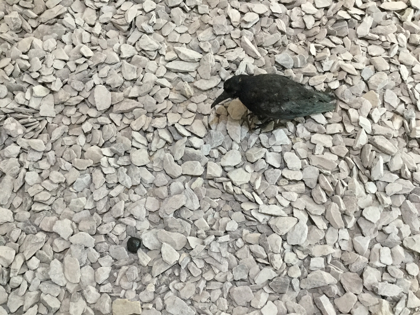 Work by Leila Galloway